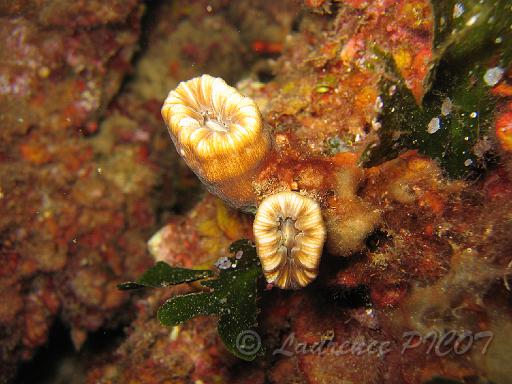 dent de cochon - Balanophyllia europaea.JPG - ce corail est appelé dent de cochon